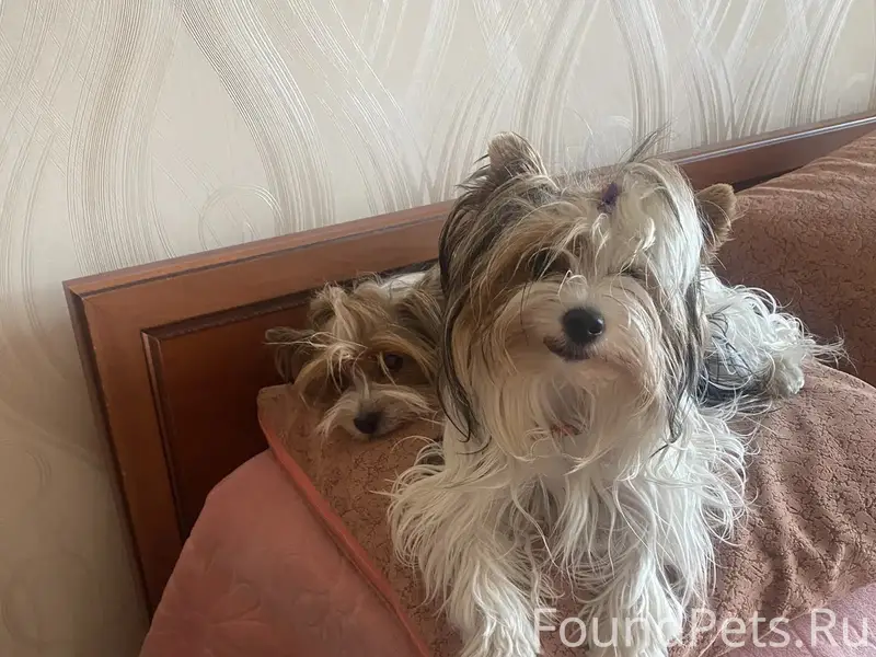 Пропала собака Масяня, Лазурка