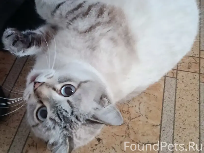 Пропала кошка, Орджоникидзевский район, Байдаевка