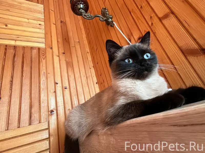 Пропала кошка, СНТ Лесная поляна