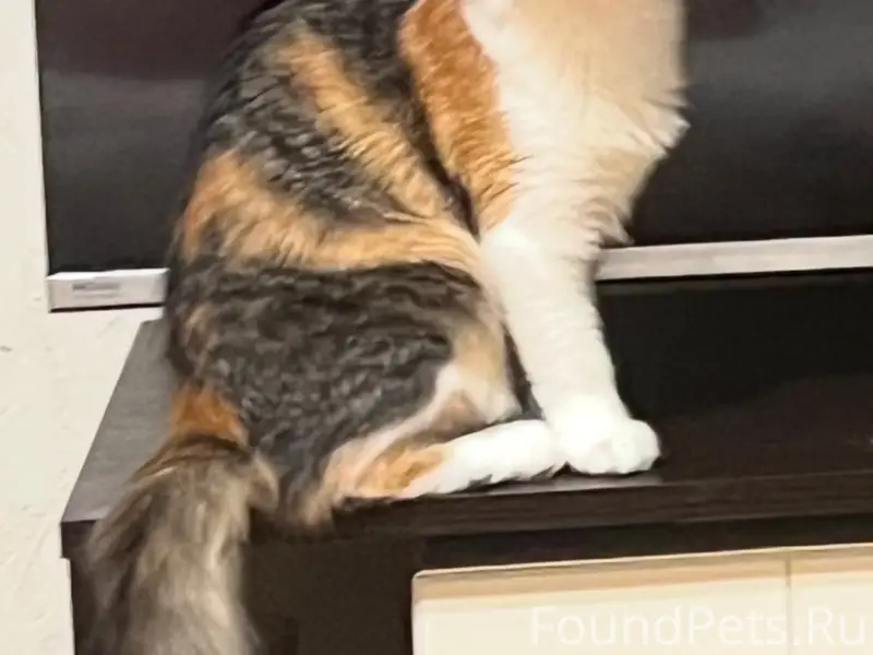 Пропала кошка Мия, Чапаевка