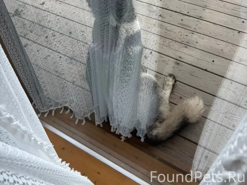 Найден пёс, Новая Слобода