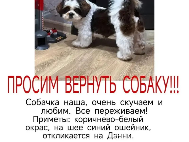 Ищем нашего лучшего друга!