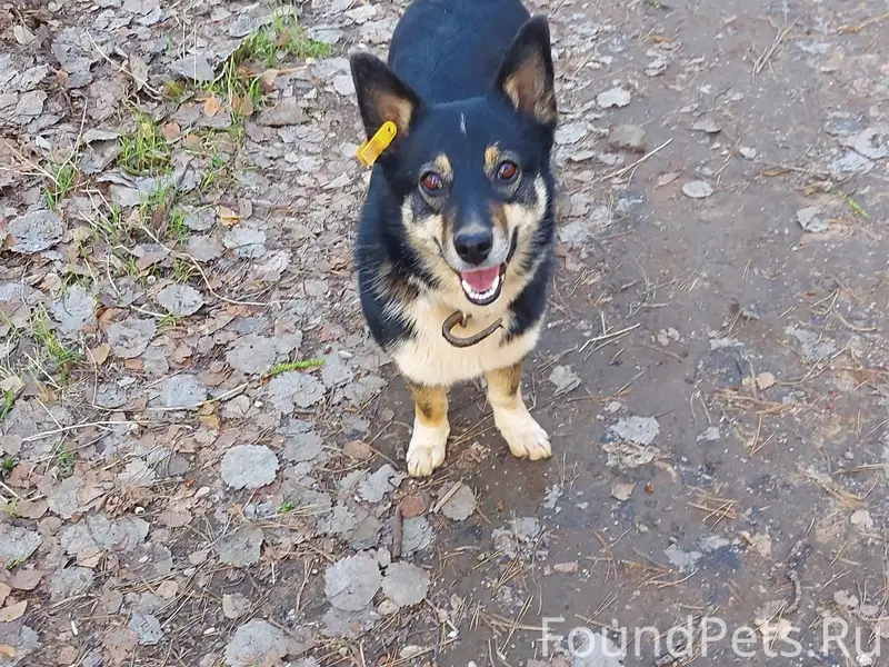 Пропала собака Найда, пос. Октябрьский