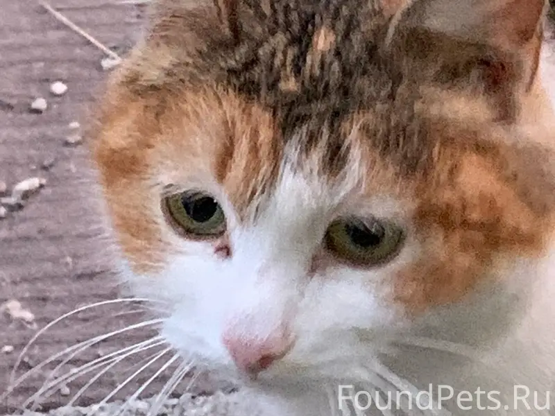 Найдена кошка, р-нгм