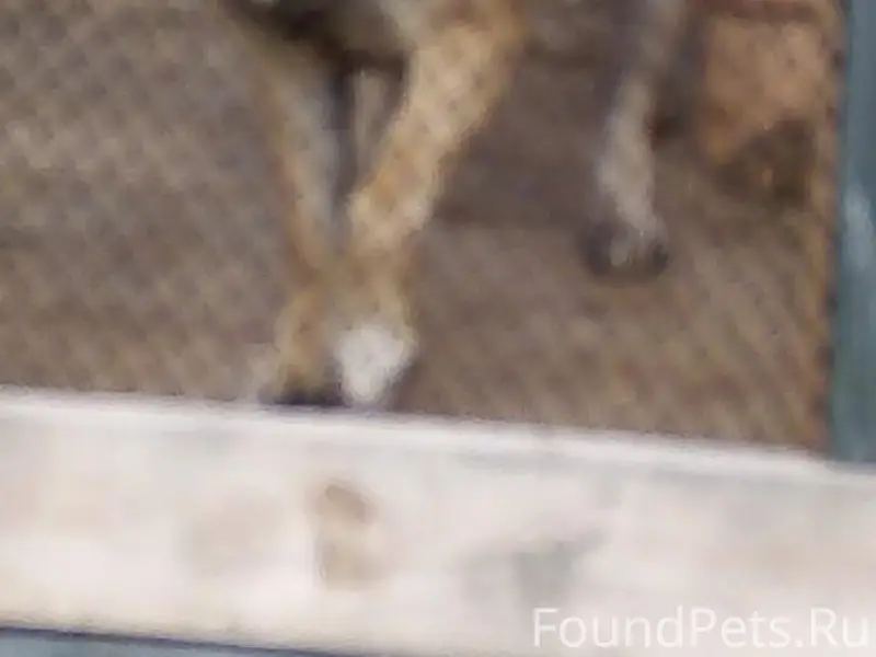 Пропала акита, Дегтярск