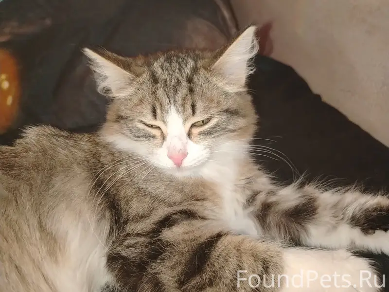 Найдена кошка, Больничный переулок