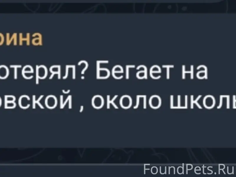 Пропала Ротвейлер, место потери — Ростовская