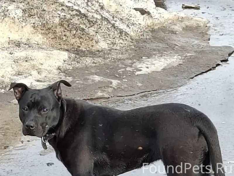 Пропала собака, Коломна