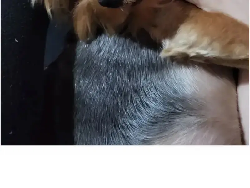 Пропала собака