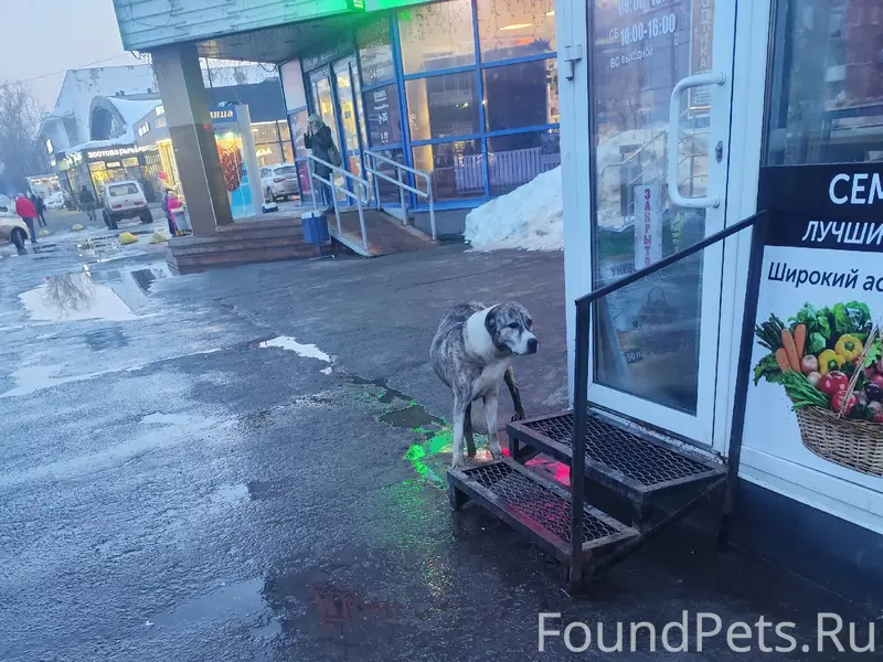 Найден пёс больших размеров, жд вокзал