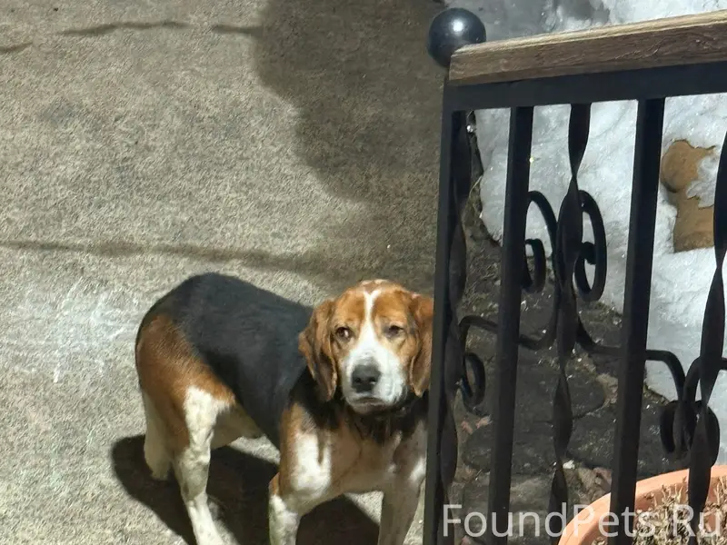 Пропал пёс, Березовый проезд