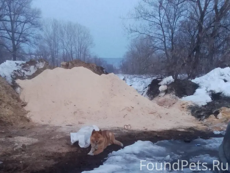 Пропал пёс, видел на Нелюбина 33