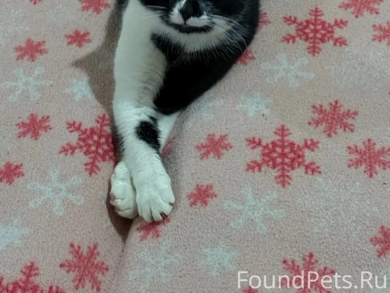 Пропала кошка Клопа, ул. Ивченко