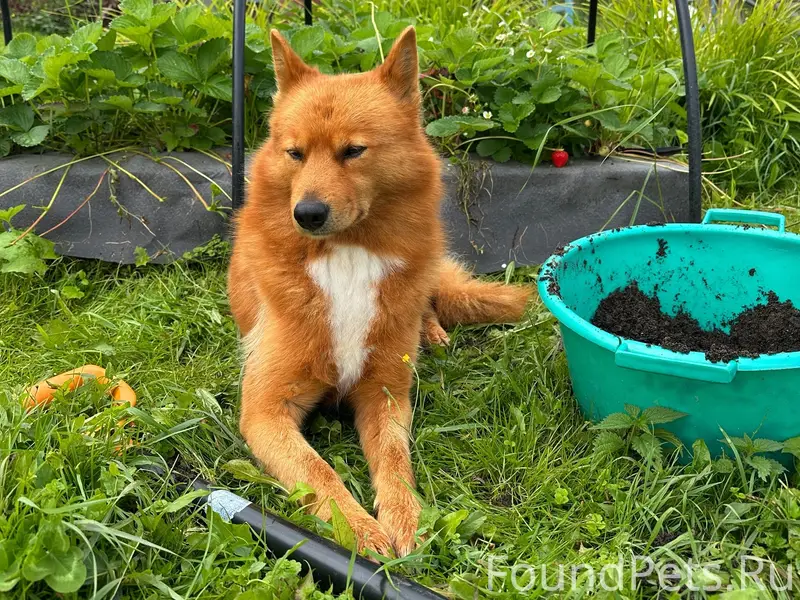 Пропал Карело-финская лайка, Дырнос, Колос