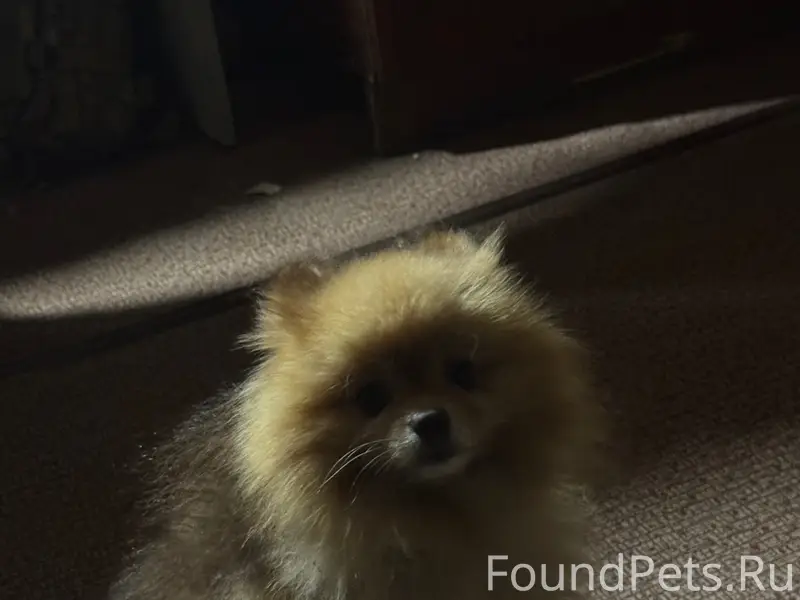 Пропал шпиц, улица Верхняя Полянка