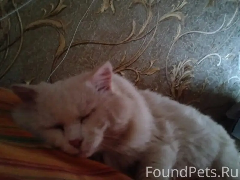 Пропал кот Беляш, МЖК