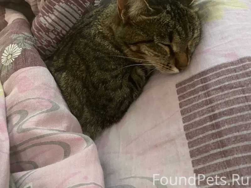 Пропала кошка, Гора