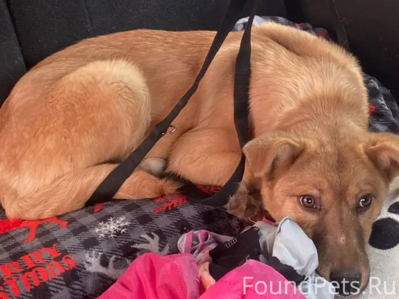 Пропал щенок Крузер, Северный