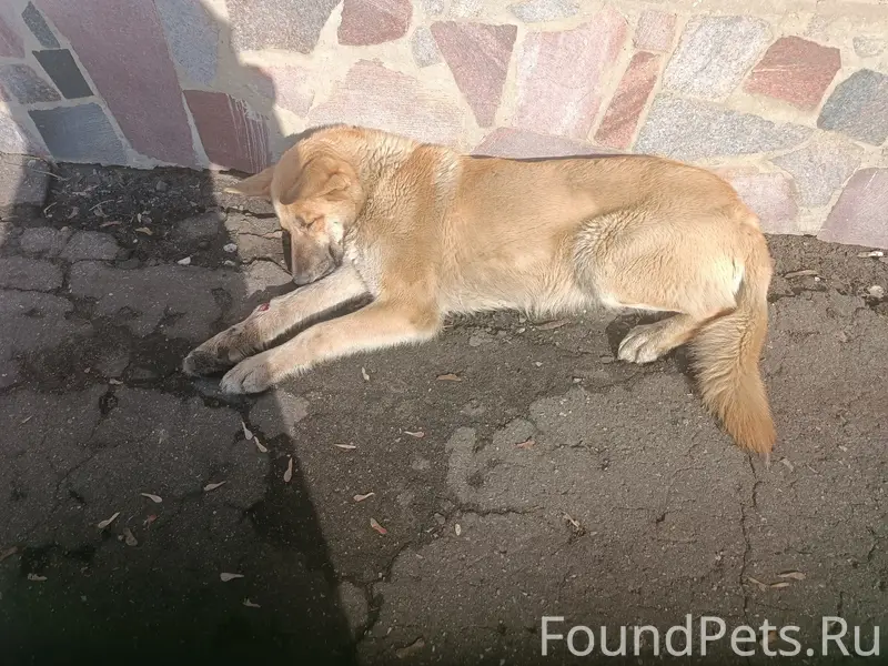 Найден раненый пёс, территория детского сада 130