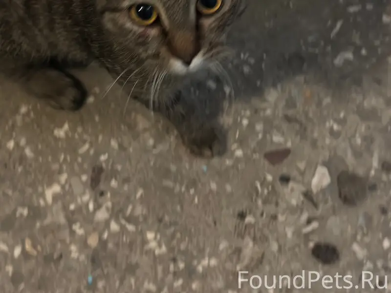 Найден котёнок с леопардовым окрасом, ул. Сергея Преминина