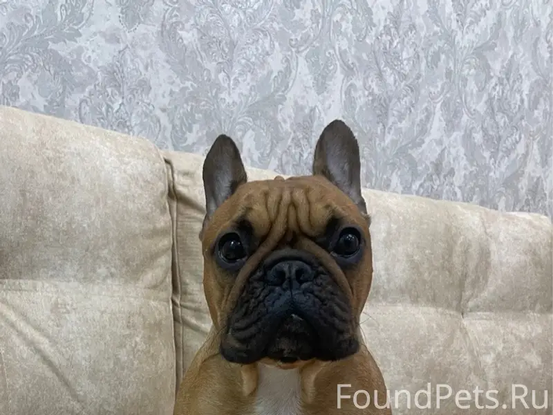 Пропала собака Викки, село Еленовское