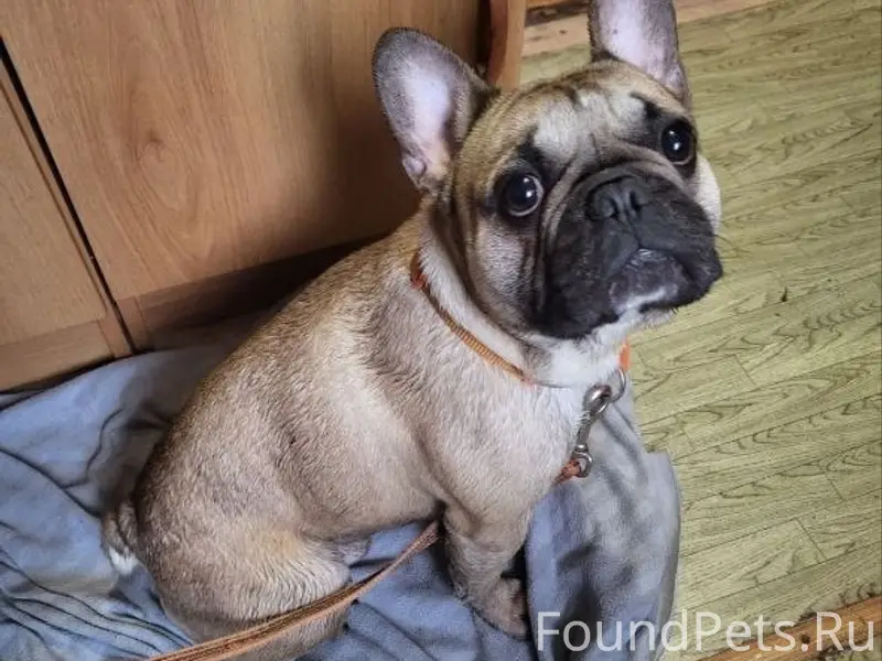 Найден французский бульдог, ул. Корочанская
