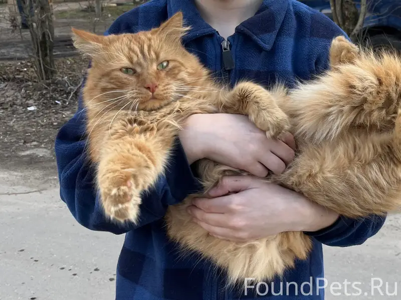 Пропал рыжий кот Симба, район Нового Савелово