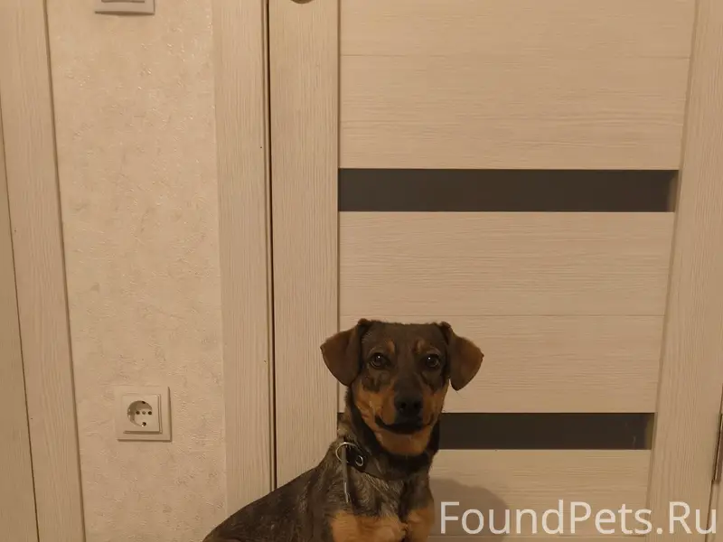 Найден щенок, город