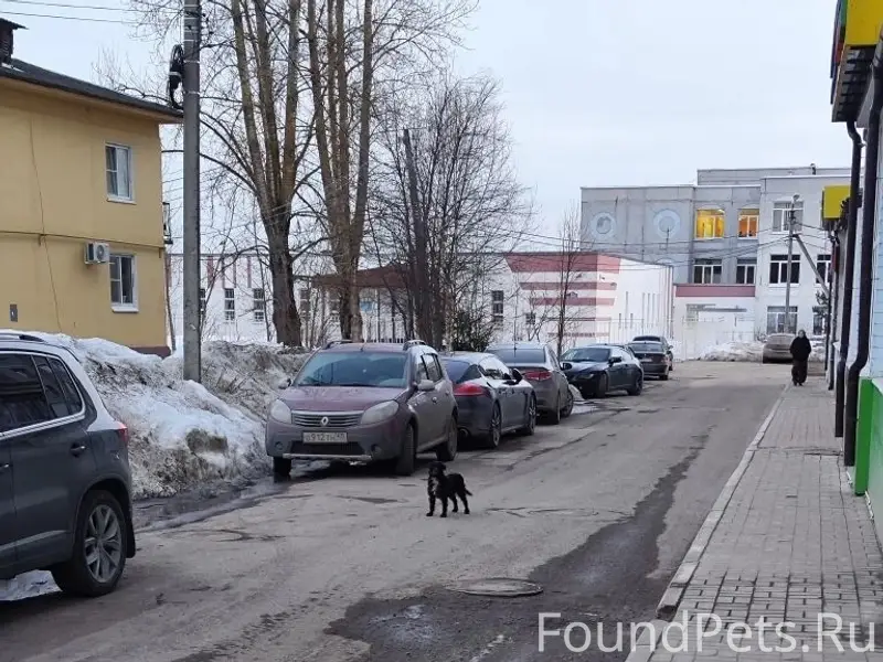 Пропала собака, Калуга