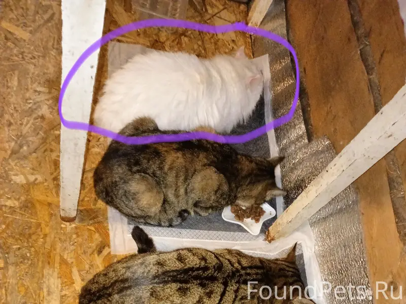 Пропала белая кошка, район ветклиники