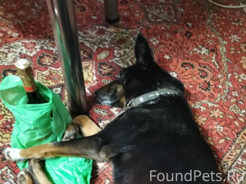 Пропала собака Муму, Орловская область