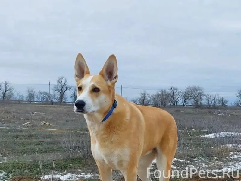 Пропала собака Лакки, Волжский