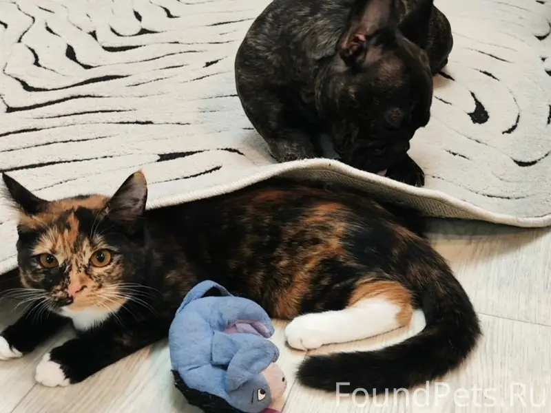 Пропала кошка, ул. Ленина 7