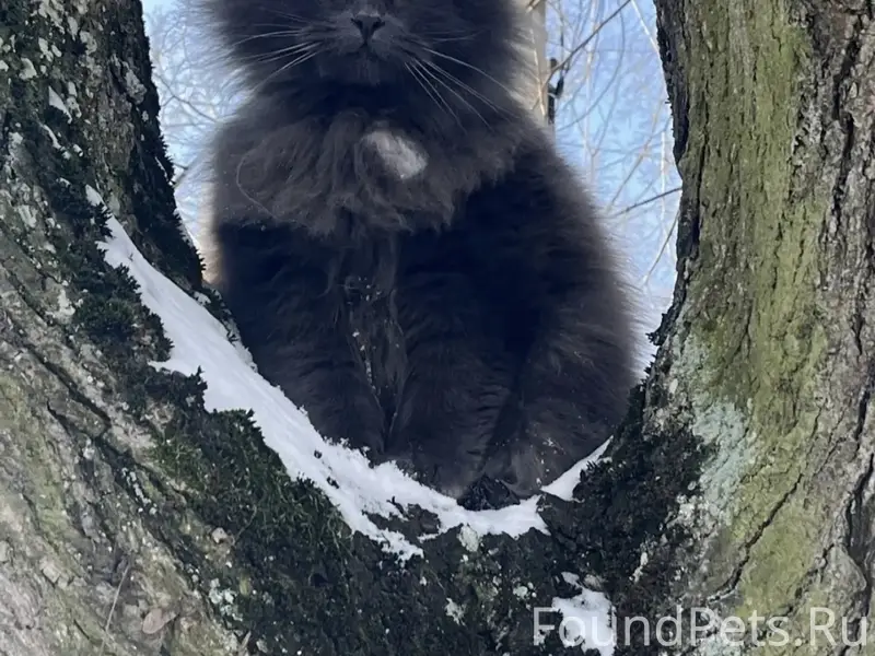 Пропал кот, г. Правдинск