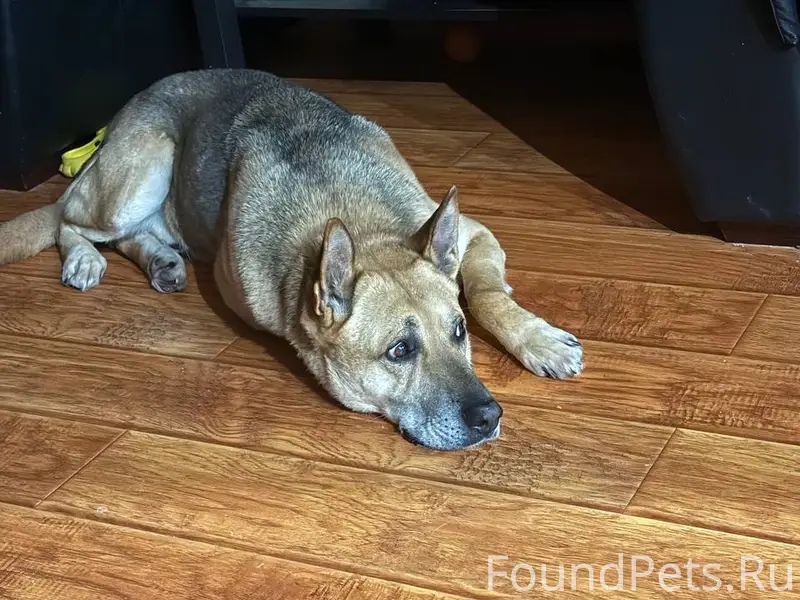 Пропал пес Сэм, район Колычево, г. Коломна