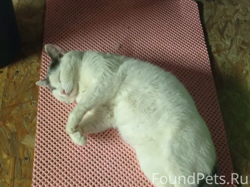 Пропал кот Марти, улица Комсомольская