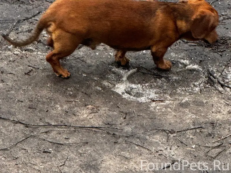 Пропал мальчик такса, ярко-рыжий, улица Фрунзе