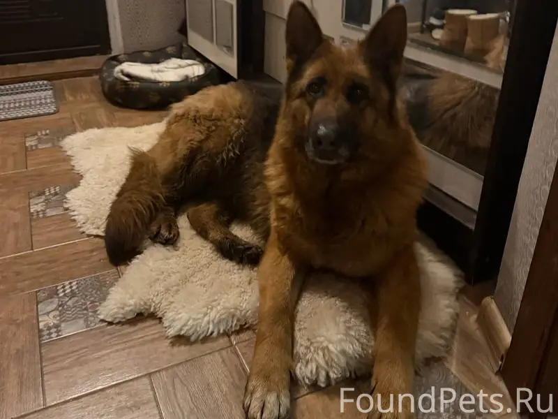 Найдена собака , породы - овчарка, ждёт своих хозяев 