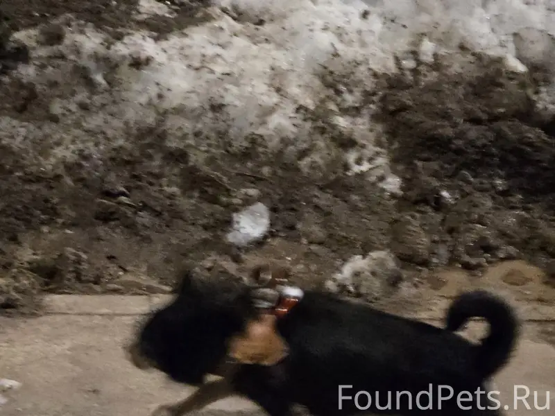 Пропала собака, Девичье Поле