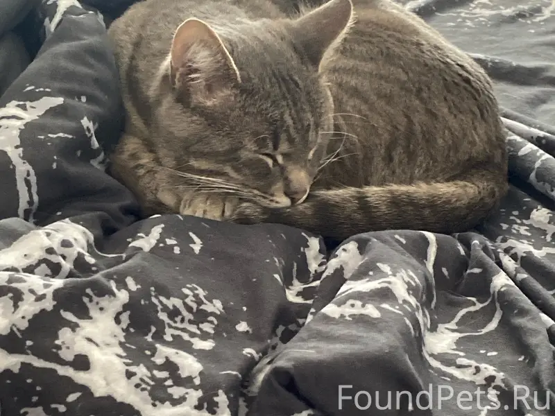 Пропал кот, улица Высоковольтная