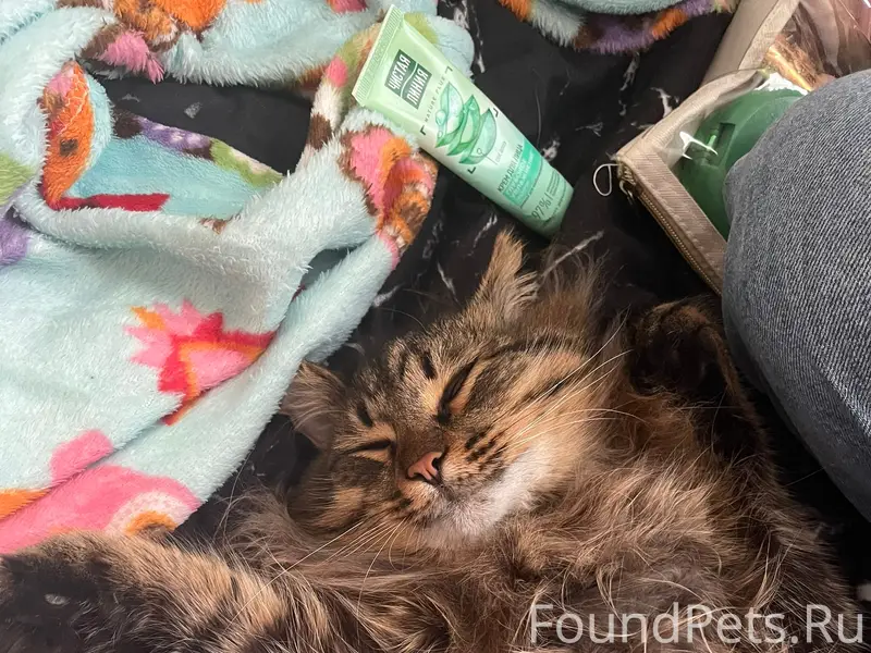 Пропал кот Барсик, улица Краснофлотская