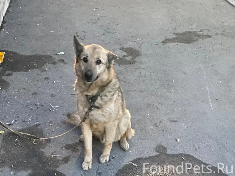 Пропала собака, Оренбург, улица Туркестанская
