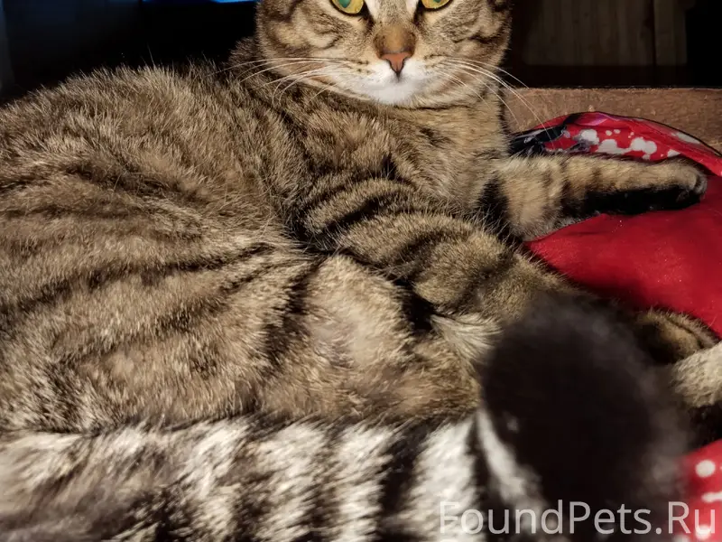 Пропал кот Борзик, район бама