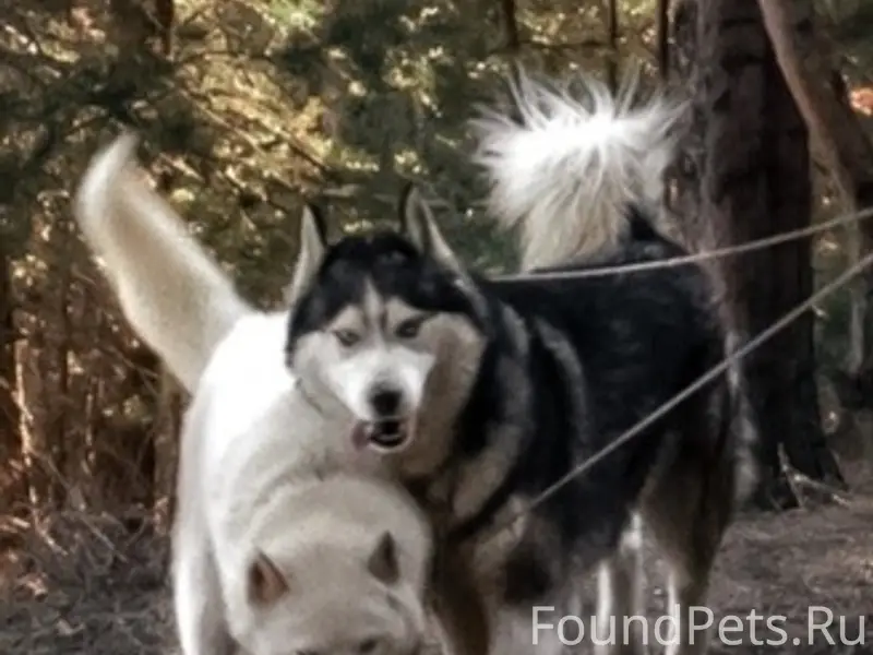 Пропали хаски Буря и Штиль, район Звездный