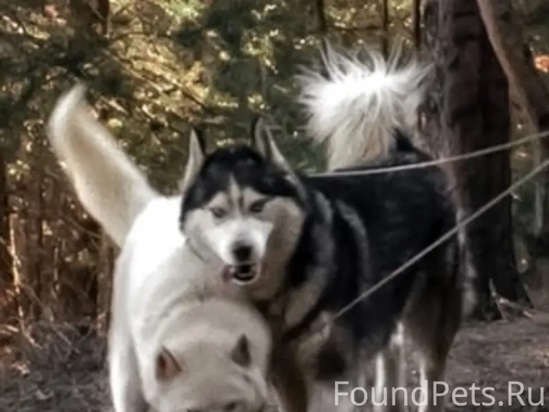 Пропали хаски Буря и Штиль, район звёздного частного сектора