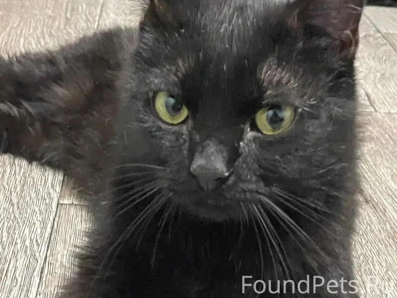 Найден кот, Ангарск