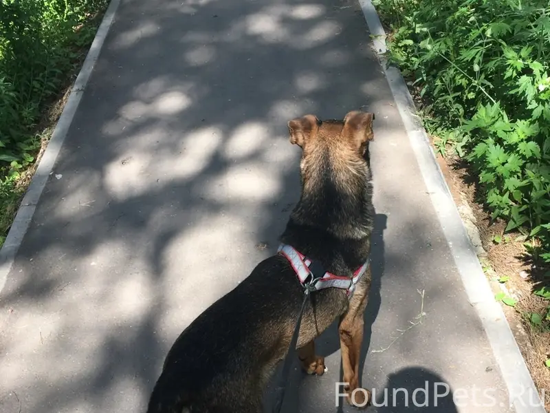 Пропал кобель, чёрно-коричневый, пгт. Усть-Кинельский