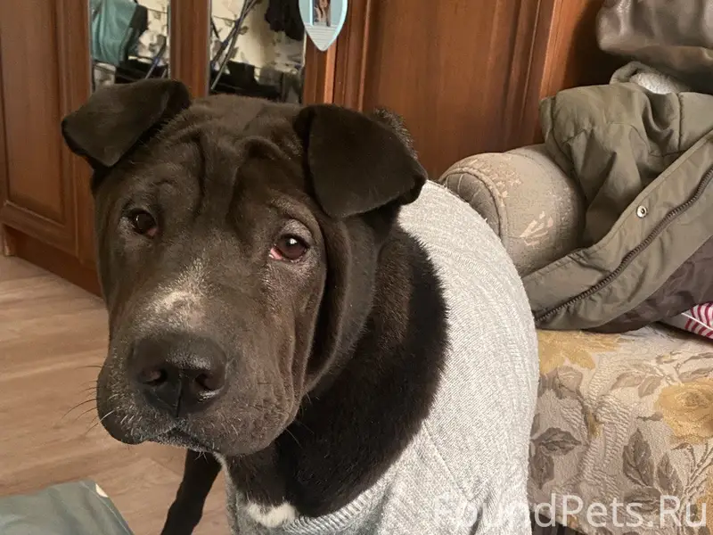 Пропала собака.