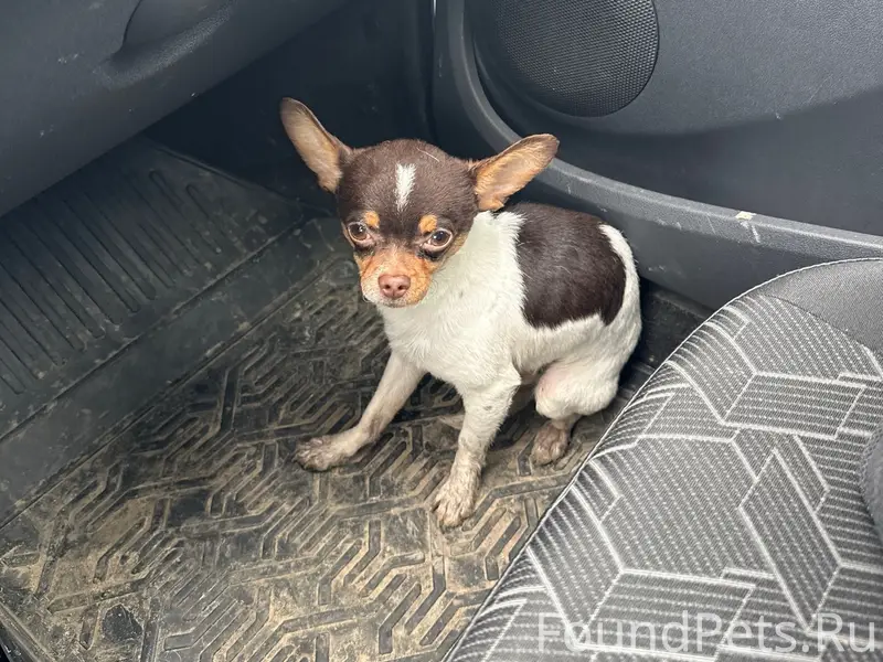 Найден Чихуахуа, трасса, район Магазина Пятерочка, д. Становое