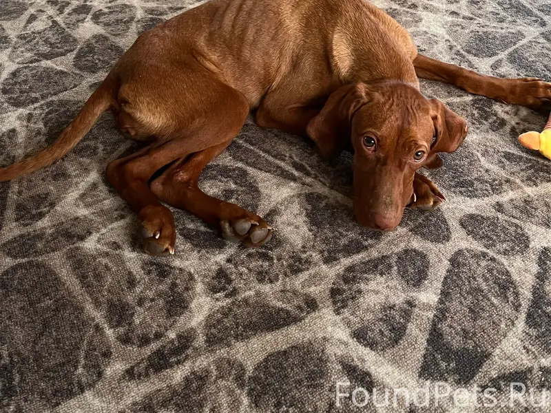 Найден щенок венгерской выжлы, Краснодарский край